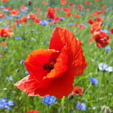 Апартаменты Dirk Laurisch *