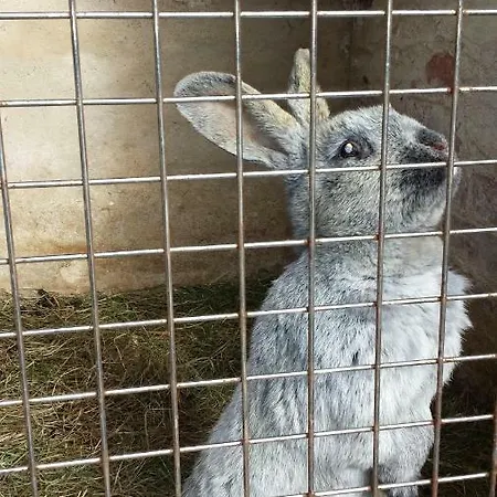 Dirk Laurisch Radensdorf