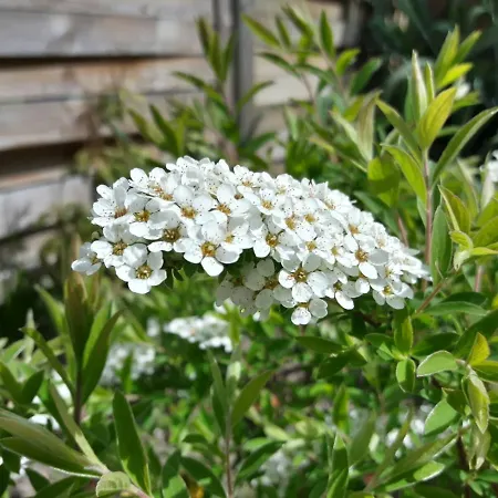 Dirk Laurisch Radensdorf