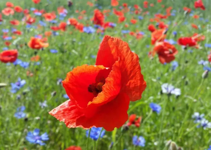 Lägenhet Dirk Laurisch *