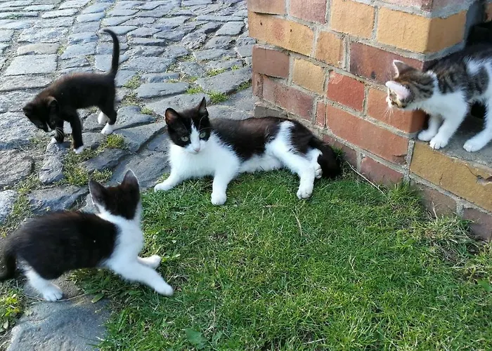 Lägenhet Dirk Laurisch *