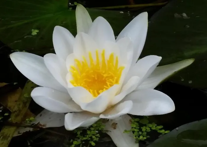 Dirk Laurisch Apartment Radensdorf