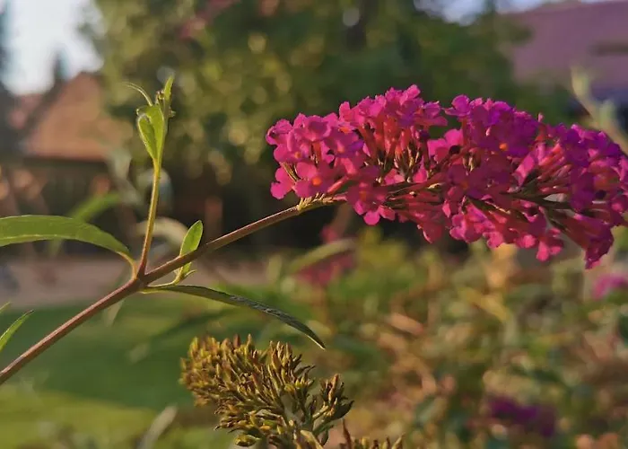 Lägenhet Dirk Laurisch *